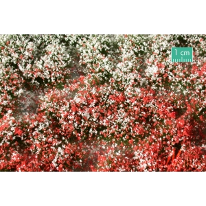 Touffes de fleurs hautes rouges et blanches