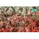Touffes de fleurs hautes rouges et blanches