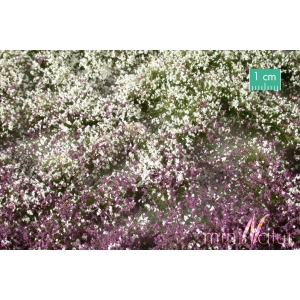 Touffes de fleurs hautes violettes et blanches