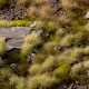 Touffes d'herbe courte printemps